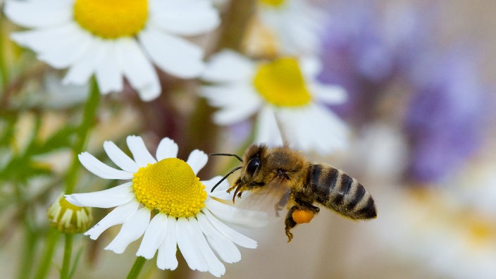 Drei Kamillenblüten und eine Biene im Anflug auf eine der Blüten 