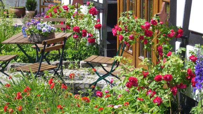 Rosen in einem Bauerngarten