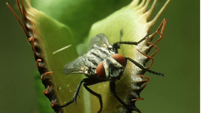 Eine Fliege zwischen den noch geöffneten Blättern einer Venusfliegenfalle.