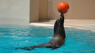 Seelöwe mit einem Ball auf der Schnauze.