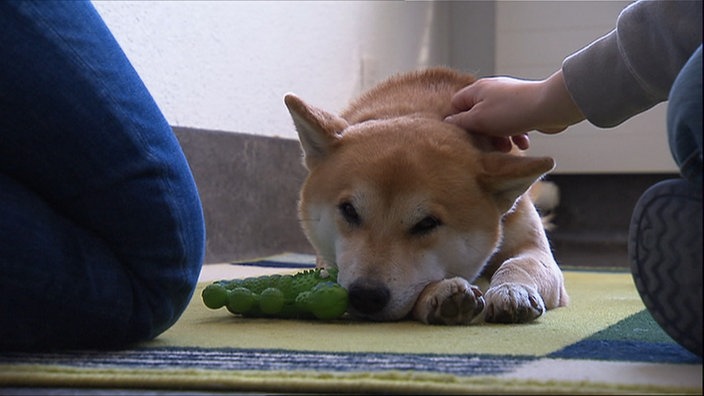 Schulhund wird gestreichelt