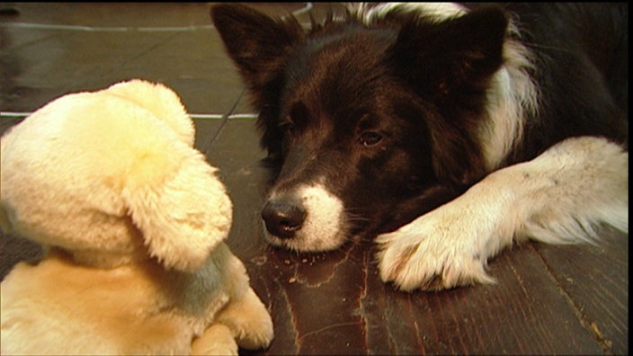 Border Collie liegt vor einem Plüsch-Hund