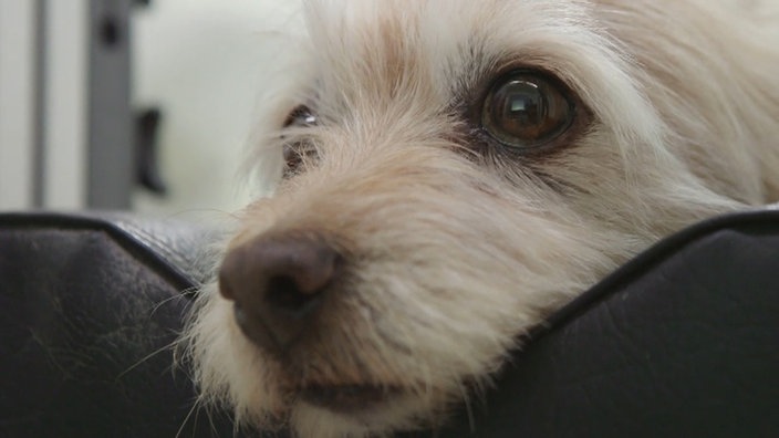 Hund am Eye-Tracker