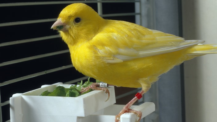 Gelber Kanarienvogel im Käfig.