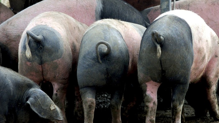 Schwäbisch-Hällische Schweine von hinten