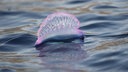 Die gasgefüllte Schwimmblase einer Portugiesischen Galeere (Physalia physalis) treibt auf dem Meer