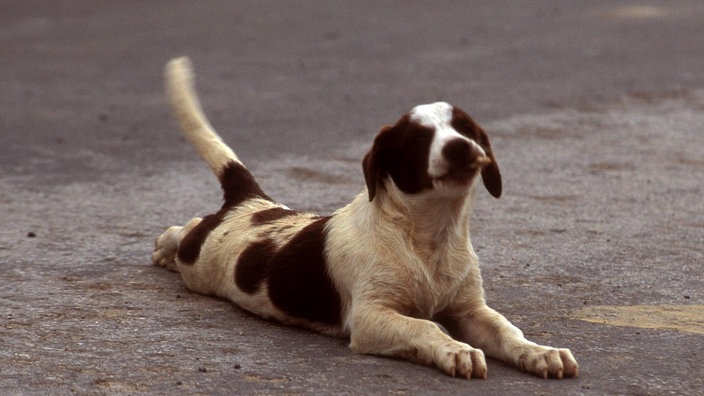 Hund liegt auf einer Straße und wedelt mit seinem Schwanz