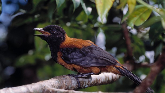 Ein Zweifarbenpirol aus Papua Neuguinea auf einem Ast