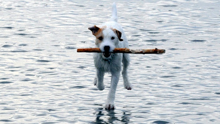 Ein Hund läuft mit einem Stock im Maul über eine nasse Fläche