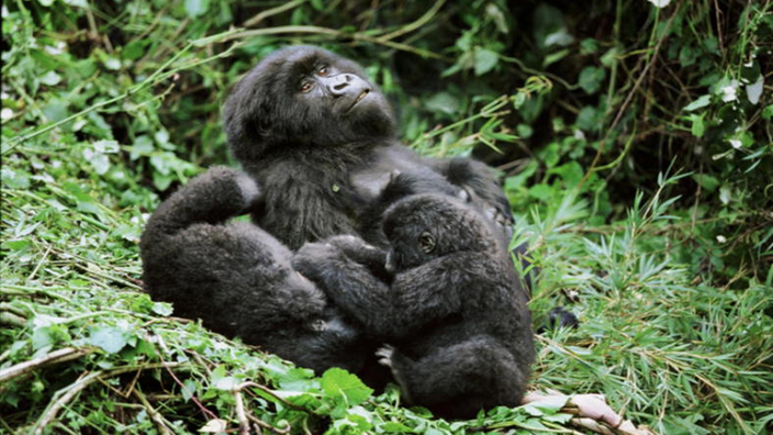 Drei Berggorillas im Mgahinga Nationalpark in Uganda