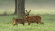 Zwei Rehe auf einer Wiese