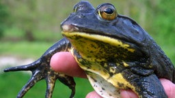 Eine Hand hält einen Ochsenfrosch.