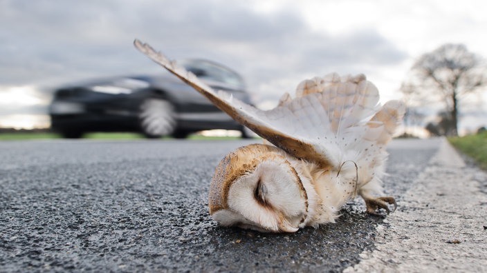 Tote Schleiereule am Straßenrand