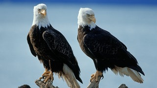 Zwei sitzende Weißkopfseeadler