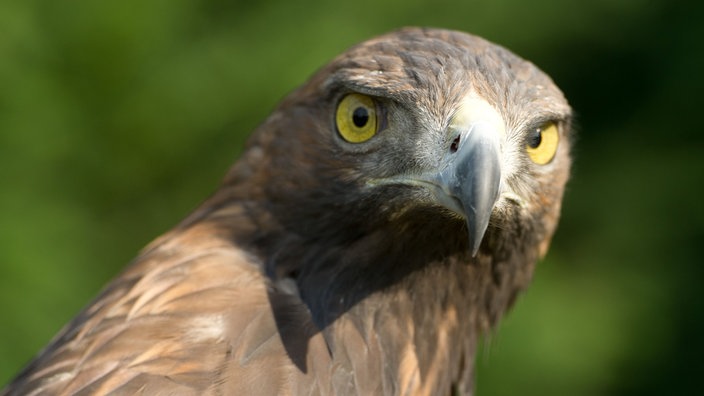 Nahaufnahme: Ein männlicher Steinadler blickt in die Kamera.