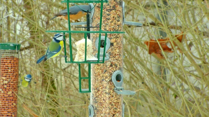 Vogel-Futterstelle