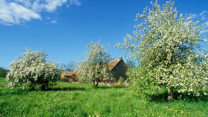 Bauernhof mit Storchennest, davor Streuobstwiese