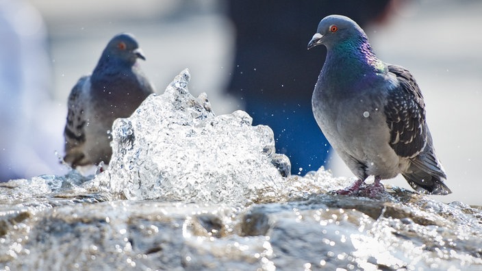 Zwei Tauben baden in einem Brunnen.