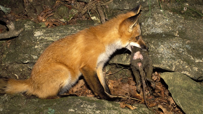 Ein Fuchs hält ein Beuteltier im Maul.