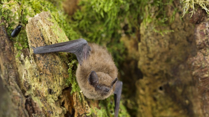 Zwergfledermaus am Baum.