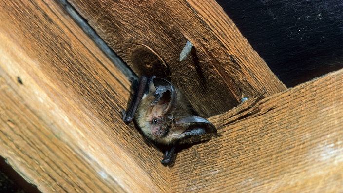 Fledermaus hängt im Gebälk.