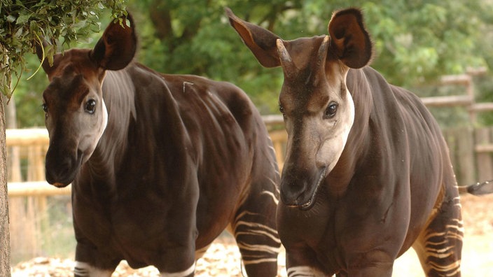 Zwei Okapis