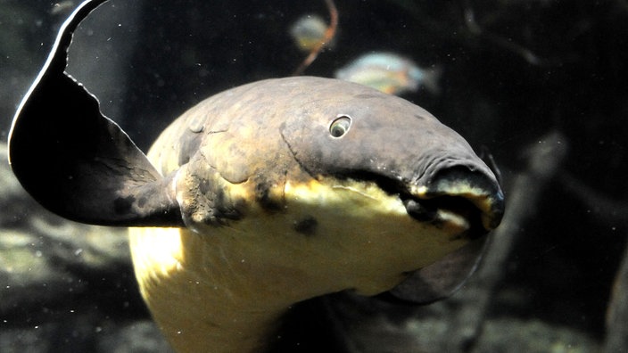 Ein Lungenfisch im Aquarium.