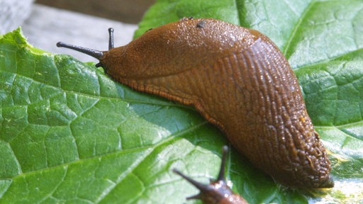 Eine Nacktschnecke auf einem Gurkenblatt