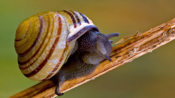 Garten-Bänderschnecke