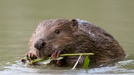 Ein Biber im Wasser