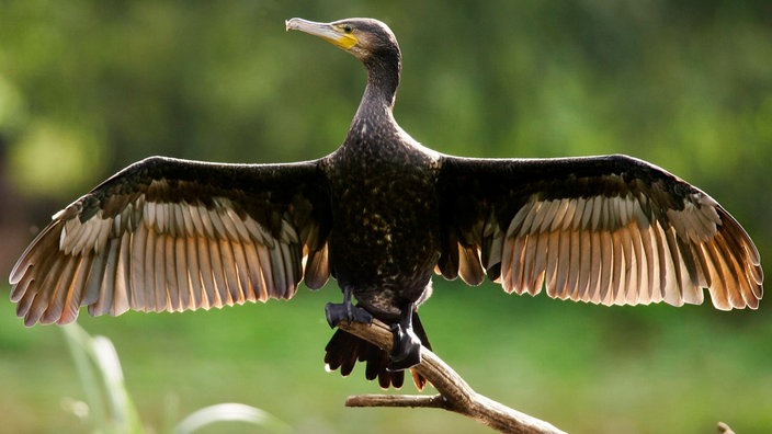 Ein Kormoran trocknet seine ausgebreiteten Flügel in der Sonne.