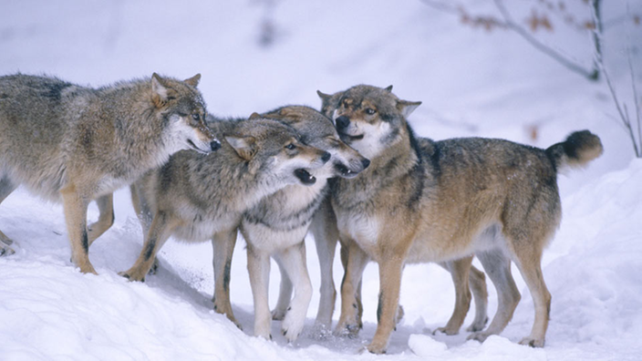 Ein Wolfsrudel steht im Schnee nah beisammen