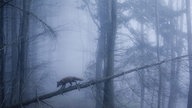 Füchsin Sophie klettert einen umgestürzten Baum herab.