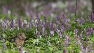 Hase sitzt im blühenden Dickicht des Waldbodens