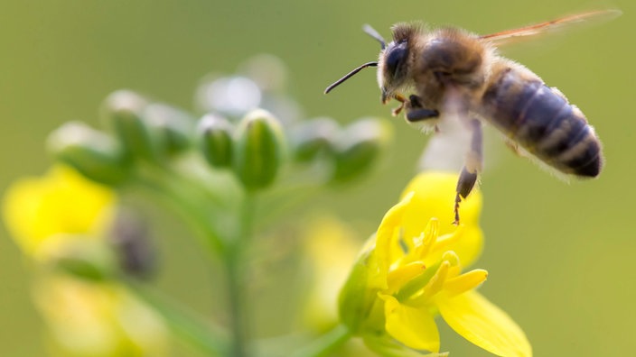 Biene fliegt auf gelbe Blüte zu. 