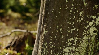 Nationalpark Bayerischer Wald Flechten