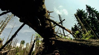 Nationalpark Bayerischer Wald Urwald