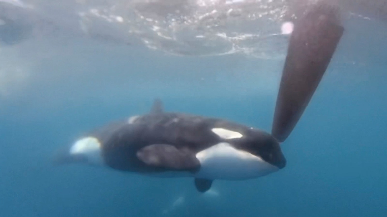 Ein Orca stößt an ein Ruder einer Hochsee-Segelyacht