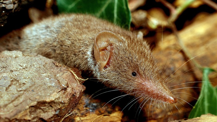 Feldspitzmaus