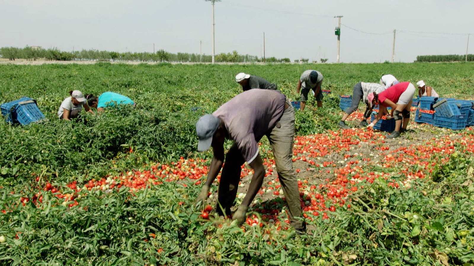 Arbeiter bei der Tomatenernte