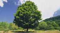 Grüner Baum auf einer Wiese.