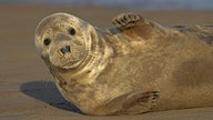 Eine Kegelrobbe liegt auf der Seite im Sand.