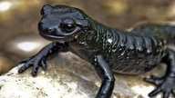 Ein schwarzer Alpensalamander auf hellem Gestein